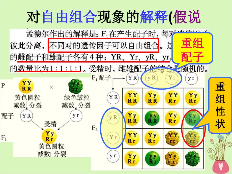 江西省南昌市高中生物 第一章 遗传因子的发现 1.2 孟德尔的豌豆杂交实验课件 新人教版必修2_第3页