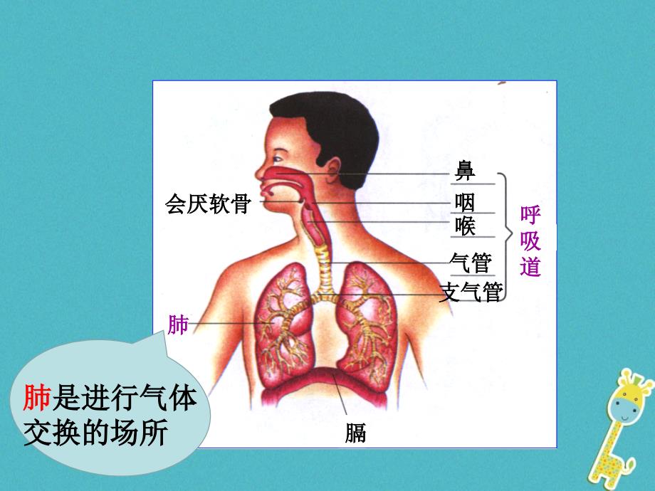 内蒙古鄂尔多斯市达拉特旗七年级生物下册 4.3.2发生在肺内的气体交换（第1课时）课件 （新版）新人教版_第2页