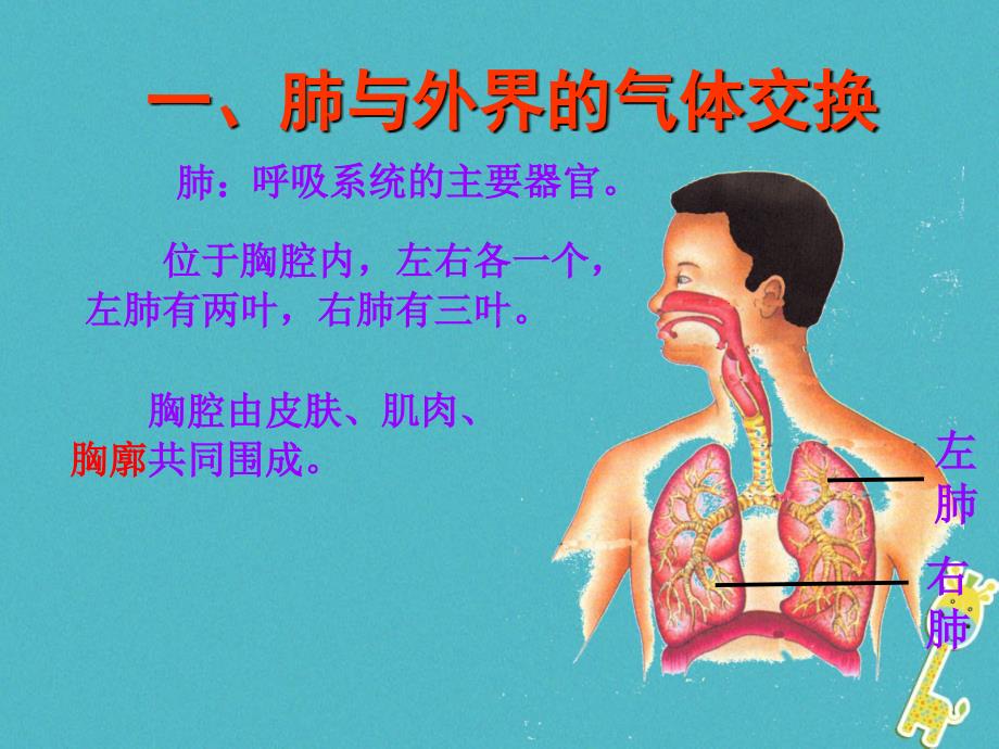 内蒙古鄂尔多斯市达拉特旗七年级生物下册 4.3.2发生在肺内的气体交换（第1课时）课件 （新版）新人教版_第4页