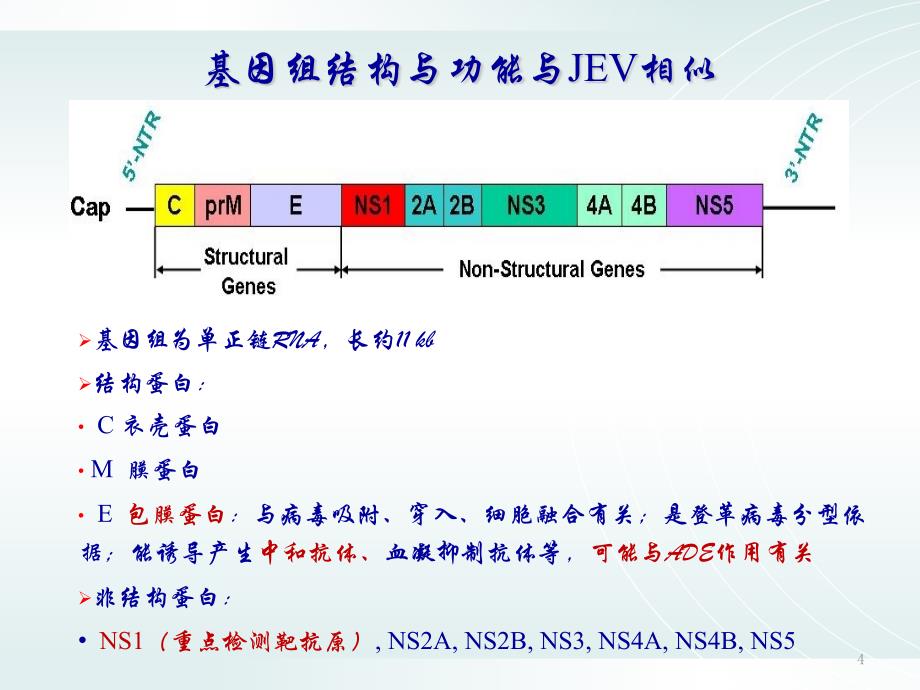 登革热PPT课件_第4页