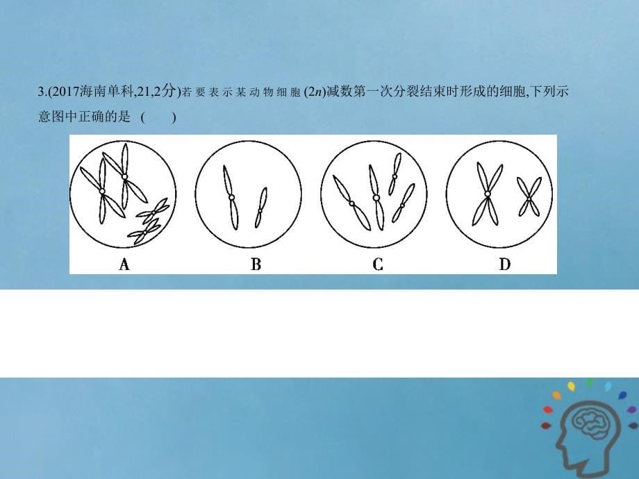 2019版高考生物一轮复习 专题9 遗传的细胞基础课件_第5页