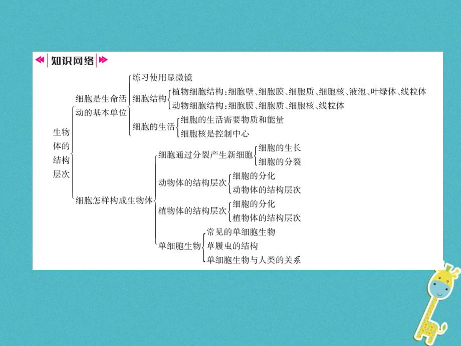 2018年七年级生物上册 第二单元　生物体的结构层次整理与复习习题课件 （新版）新人教版_第2页