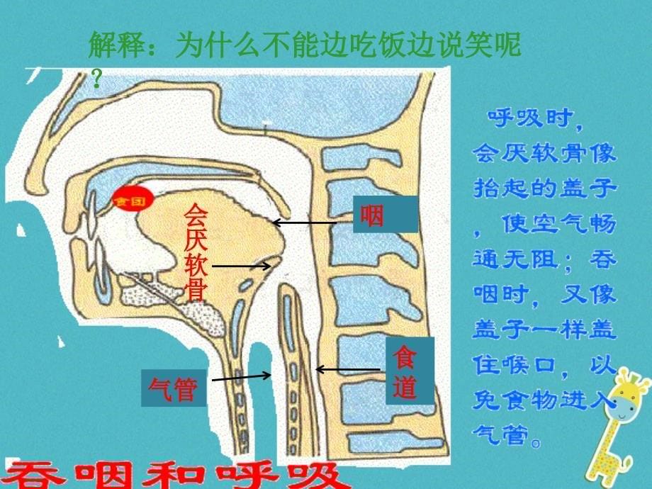 内蒙古鄂尔多斯市达拉特旗七年级生物下册 4.3.1呼吸道对空气的处理课件 （新版）新人教版_第5页