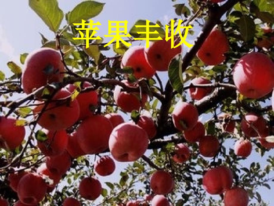 五年级上册音乐课件苹果丰收  （4）人音版（简谱）（2014秋）_第1页