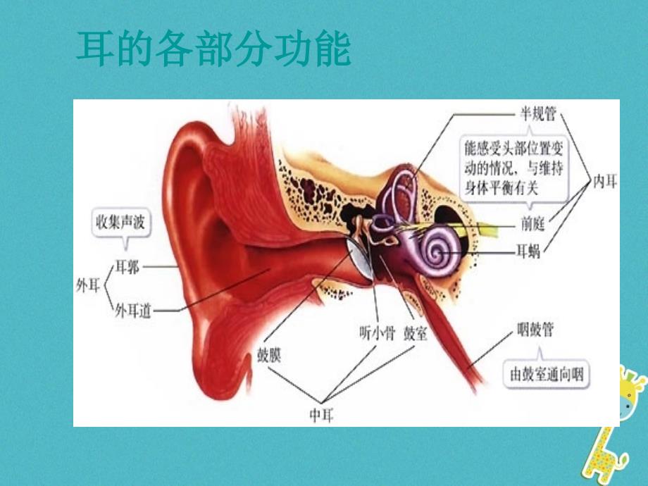 七年级生物下册第四单元第六章第一节人体对外界环境的感知课件3新版新人教_第2页