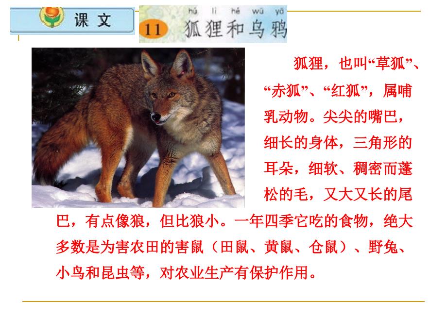 精品苏教版二上《11狐狸和乌鸦》课件_第1页