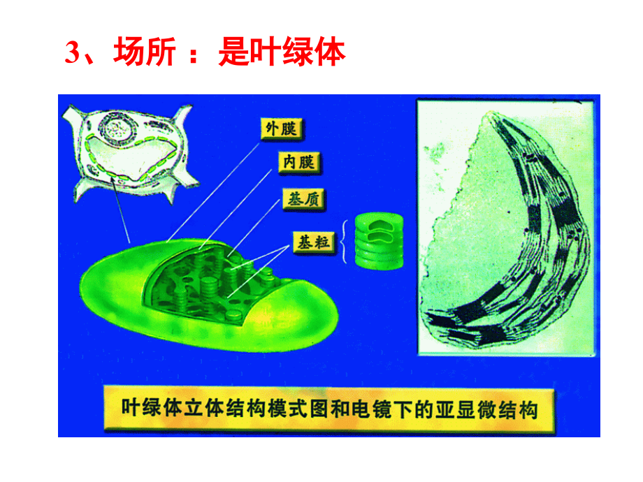 光合作用四课时（添加了图片）课件_浙科版高中必修_第4页