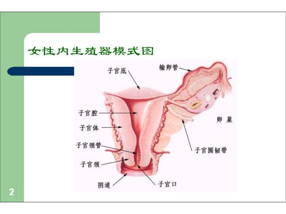 [整理版]医学本科院校精品课件 子宫内膜异位症 ppt_第2页