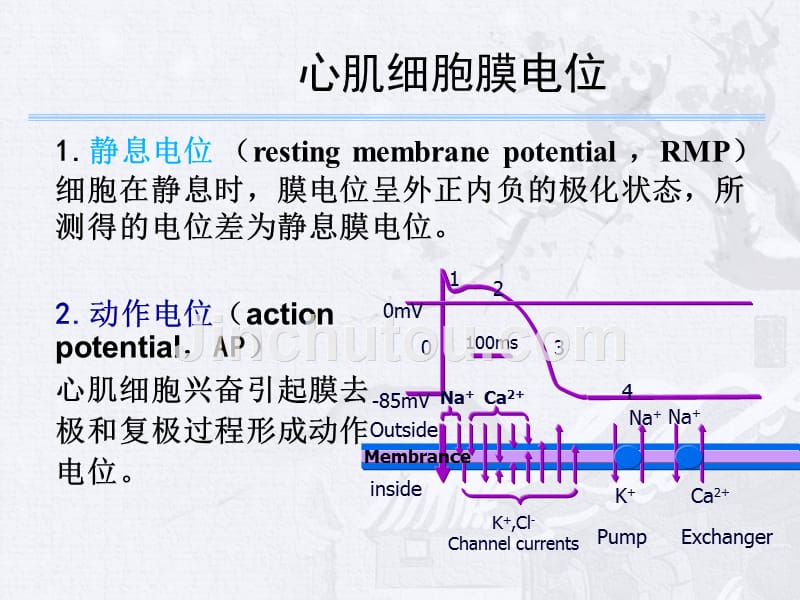 [临床医学]心律失常基础_第4页