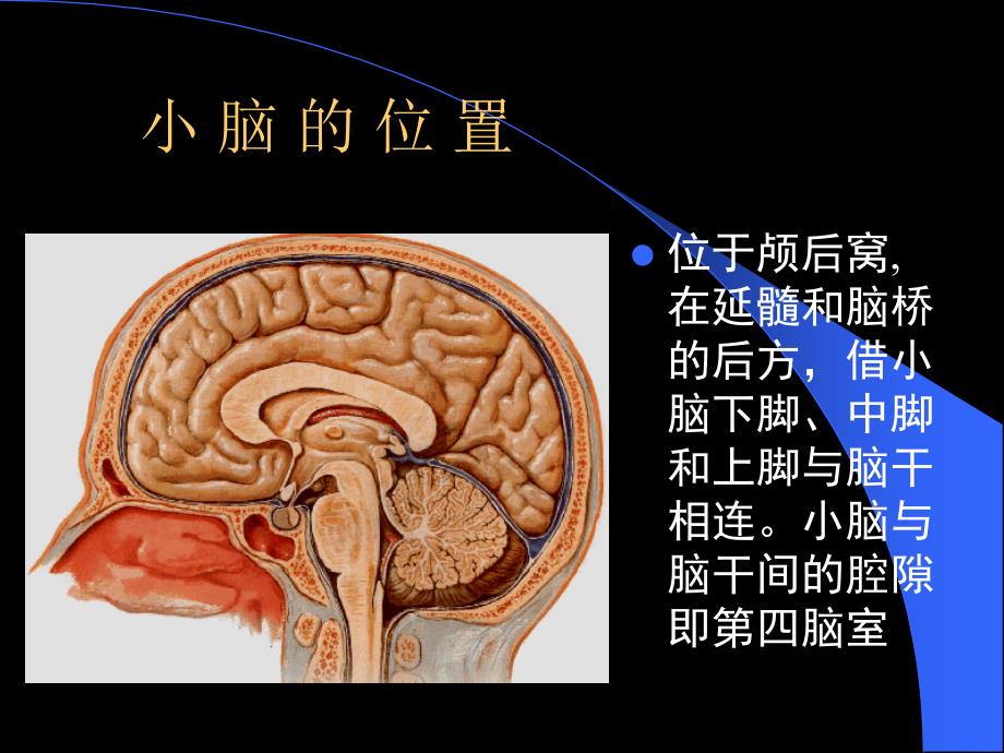 小脑大脑（上课版）ppt课件_第4页