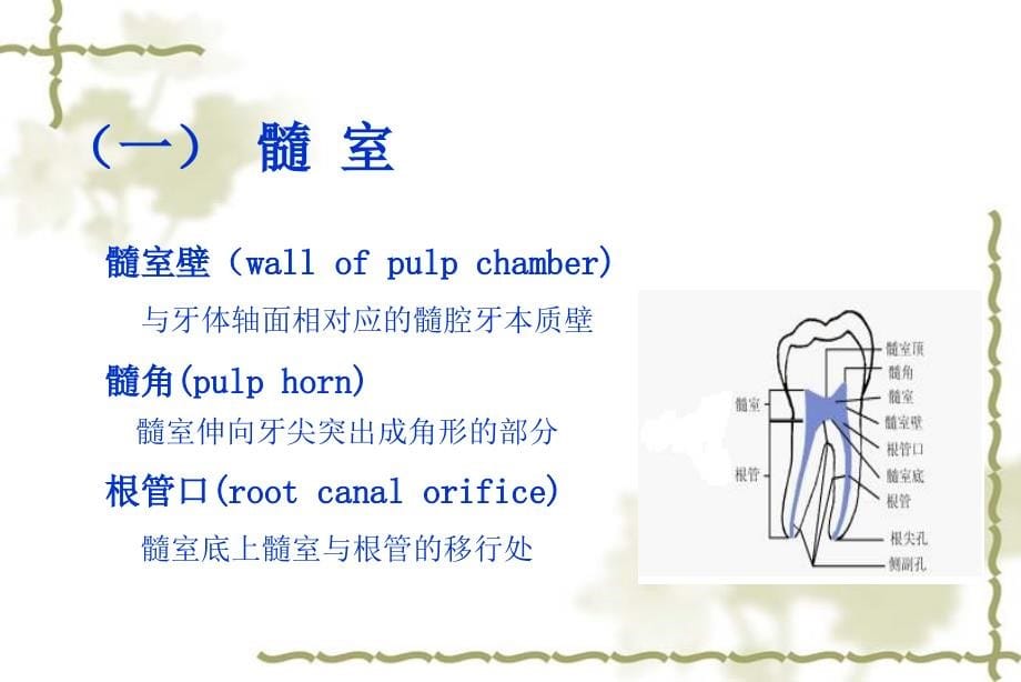 2.牙体解剖生理-第9节牙髓腔解剖_第5页