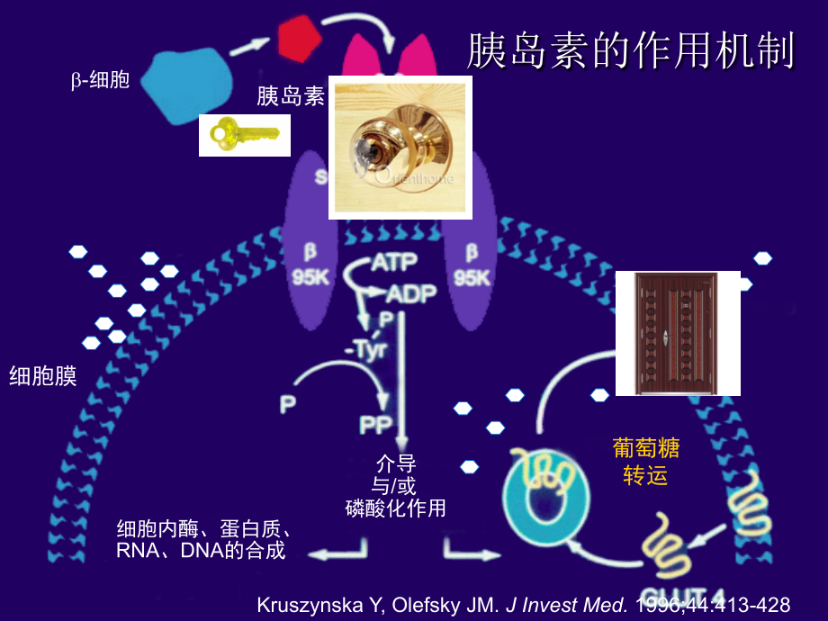 [医学]课件糖尿病预防控制与诊治ppt_第3页