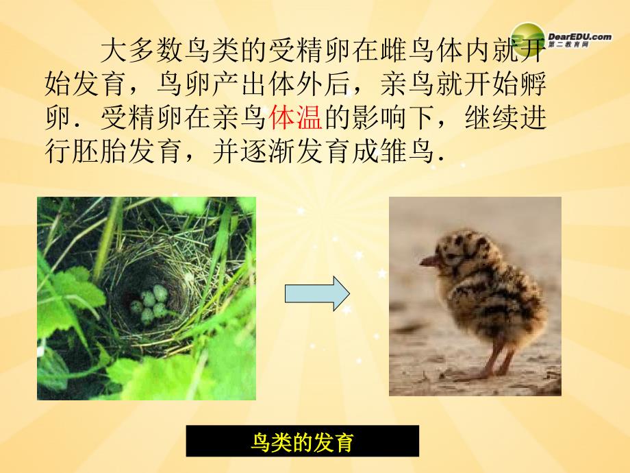 江苏省淮安市三树镇第一初级中学八年级生物上册《动物的发育》课件_苏教版_第4页