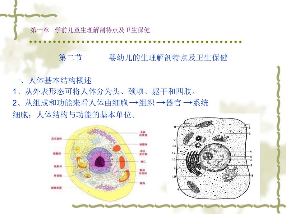 (ppt)第一章 学前儿童生理解剖特点及卫生保健_第4页