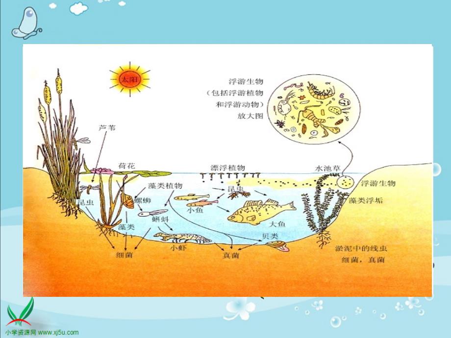 精品《小池塘》课件（苏教版一年级语文下册课件）_第3页