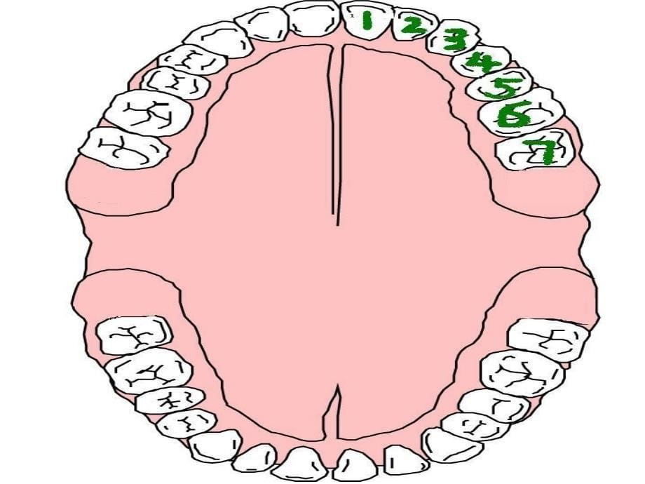 s牙齿的功能与保健ppt_第5页