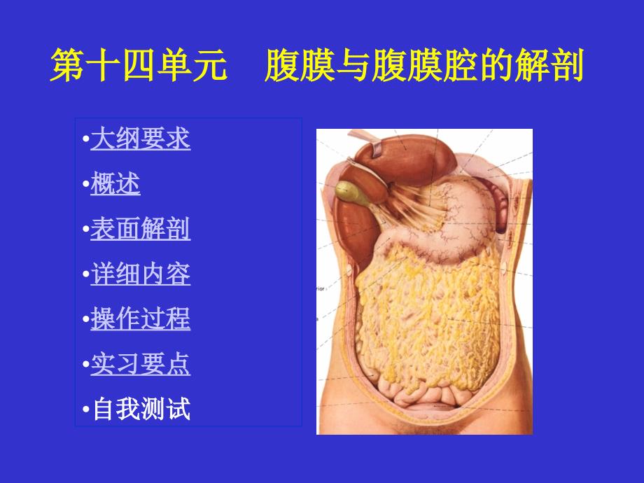 14单元腹膜腔的结构.ppt_第3页