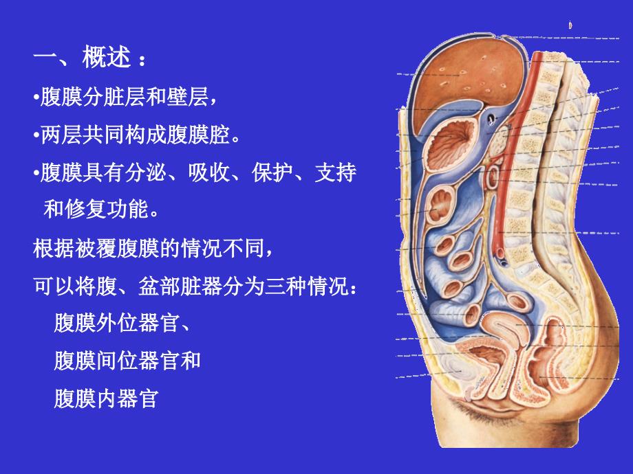 14单元腹膜腔的结构.ppt_第4页