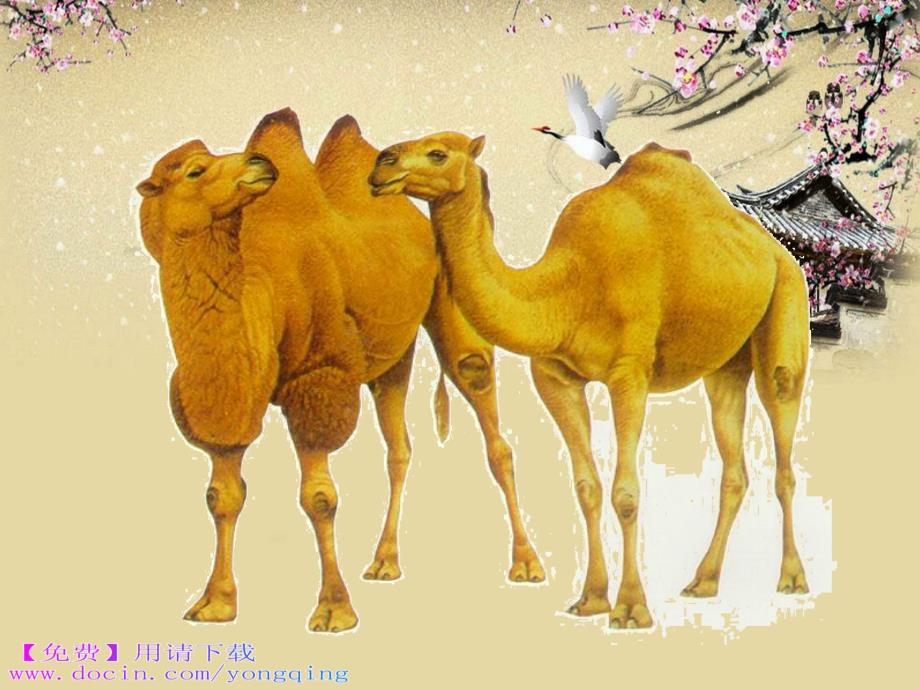 下载湘教版音乐三年级下册《小骆驼》ppt课件_第2页