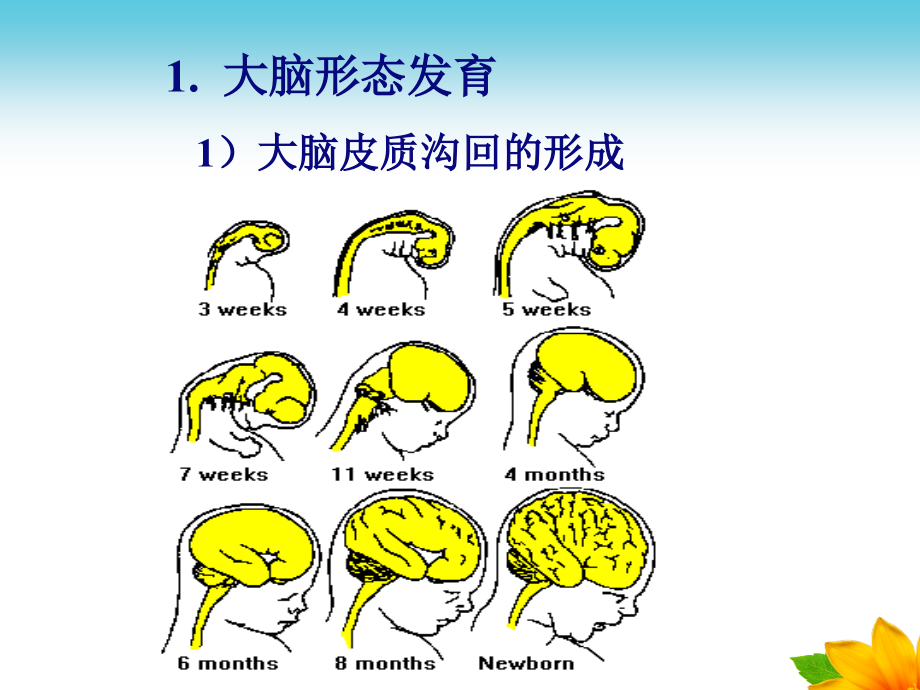 444444婴幼儿心理学保育员课程培训ppt课件_第4页