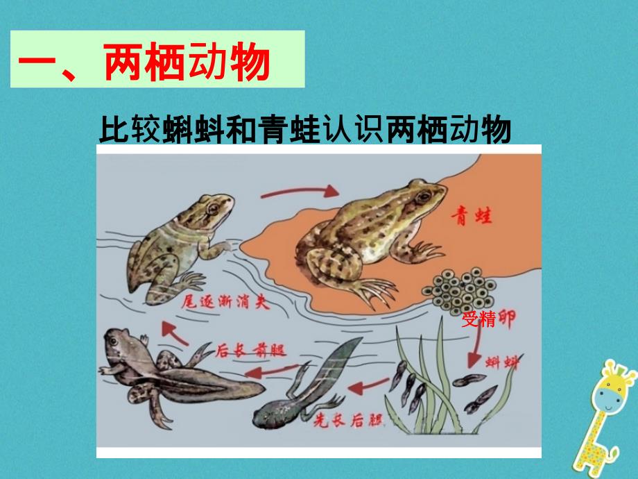 河南省上蔡县八年级生物下册 两栖动物和爬行动物课件 （新版）新人教版_第5页