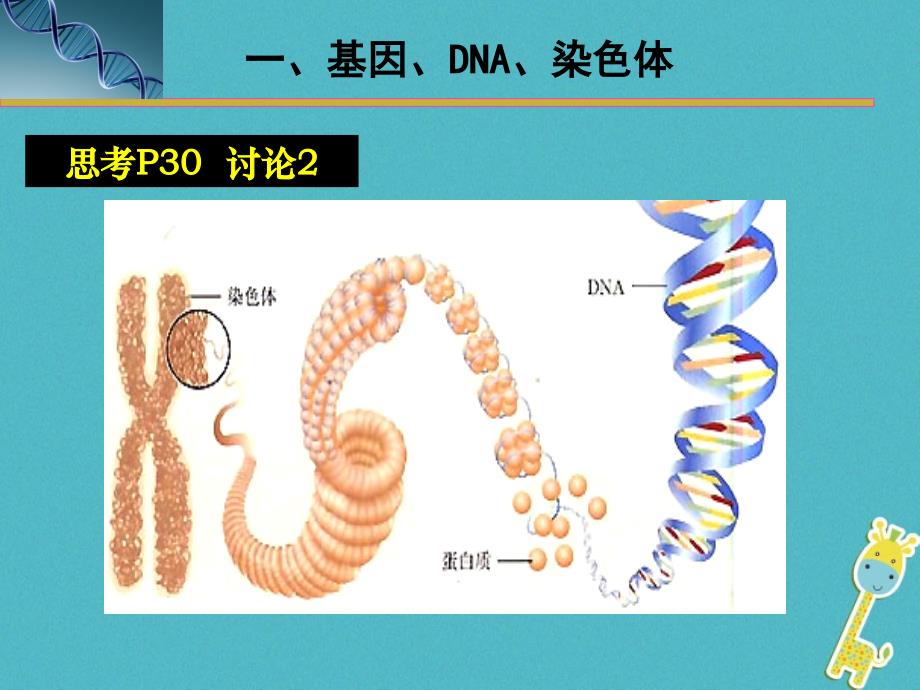 河南省武陟县八年级生物下册 7.2.2 基因在亲子代间的传递课件 （新版）新人教版_第3页