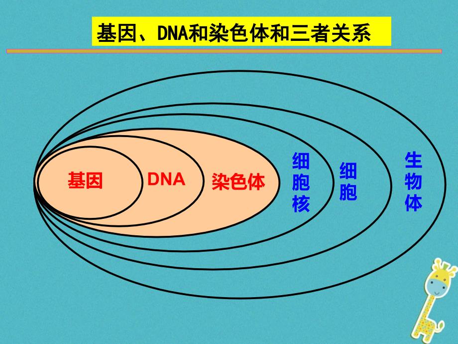 河南省武陟县八年级生物下册 7.2.2 基因在亲子代间的传递课件 （新版）新人教版_第4页