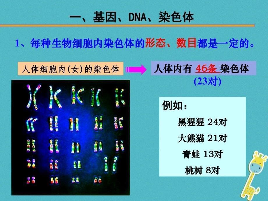 河南省武陟县八年级生物下册 7.2.2 基因在亲子代间的传递课件 （新版）新人教版_第5页