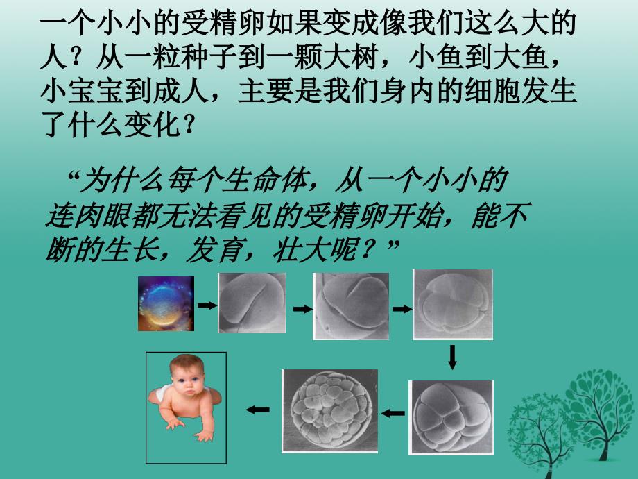 七年级生物上册 第二单元 第二章 第一节 细胞通过分裂产生新细胞课件2 （新版）新人教版_第1页