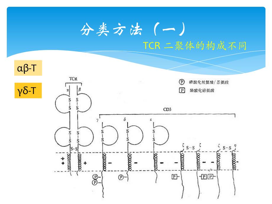 T淋巴细胞亚群及其临床意义ppt课件_第3页