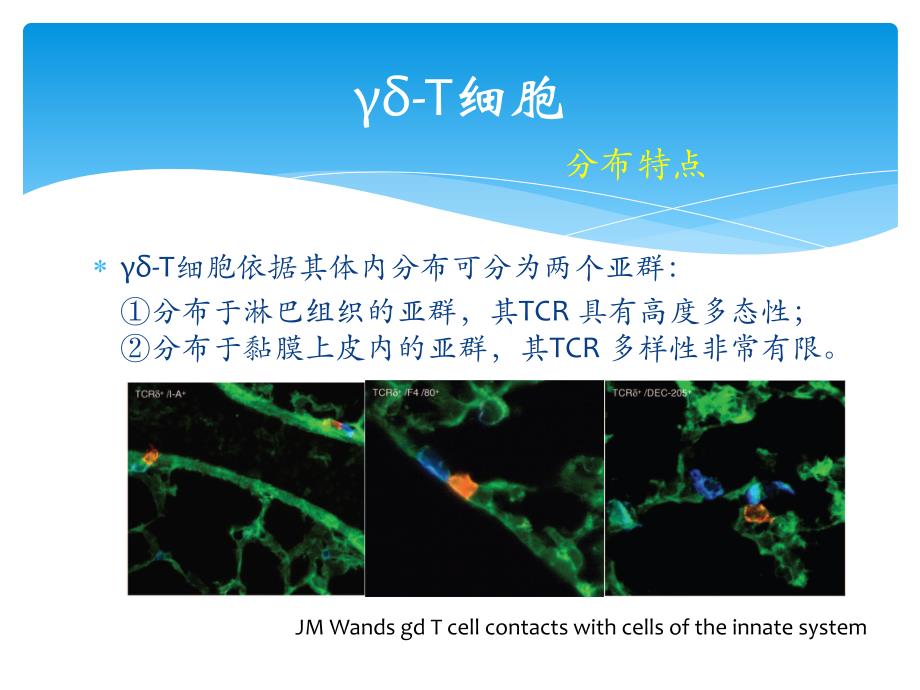 T淋巴细胞亚群及其临床意义ppt课件_第4页