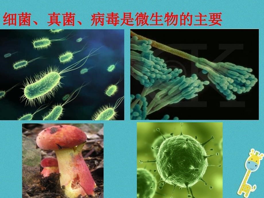 广东省揭阳市八年级生物上册 18.1微生物在生物圈中的作用课件 （新版）北师大版_第5页