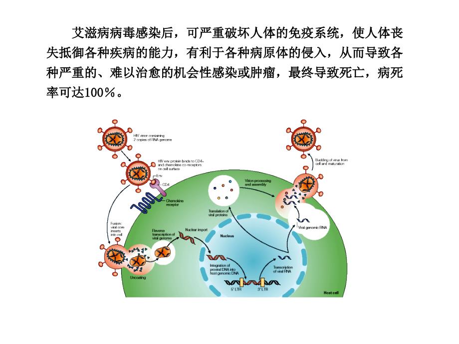 艾滋病检测原理和技术规范ppt课件_第4页