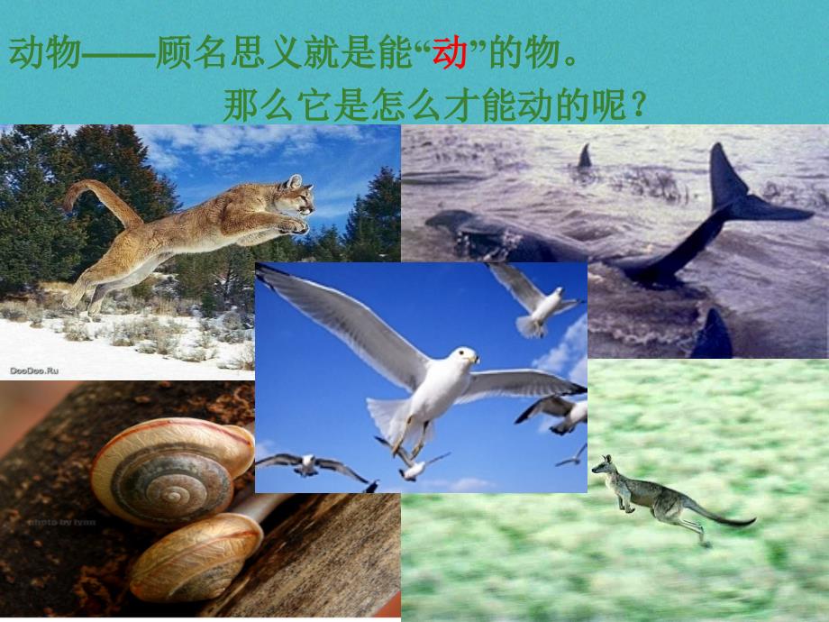 广东省揭阳市八年级生物上册 15.2  动物的运动的形成课件 （新版）北师大版_第2页