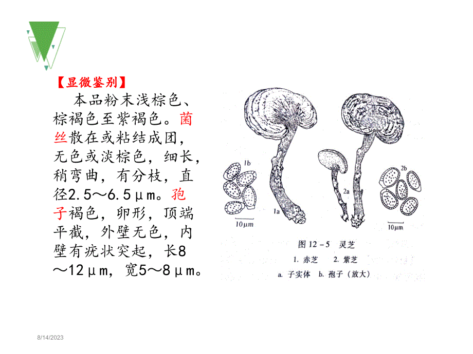 乳香没药灵芝茯苓ppt课件_第4页