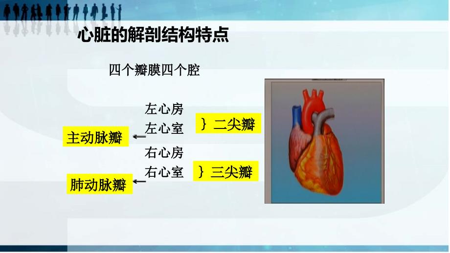 心脏及血管评估ppt演示课件_第3页