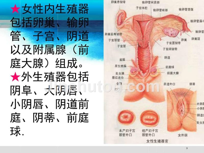 妇科肿瘤常见术式_图文.ppt_第3页