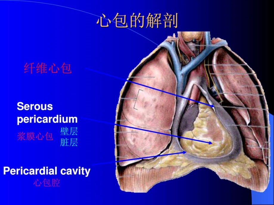 心脏及大血管疾病的影像学诊断_图文.ppt_第3页