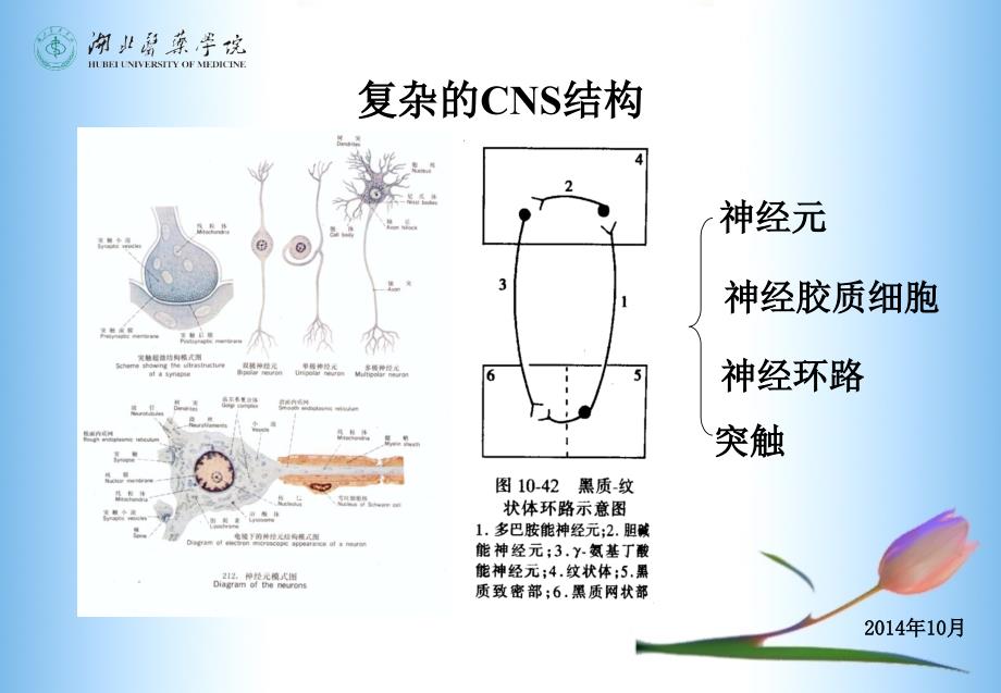 中枢神经系统药理ppt课件_第3页