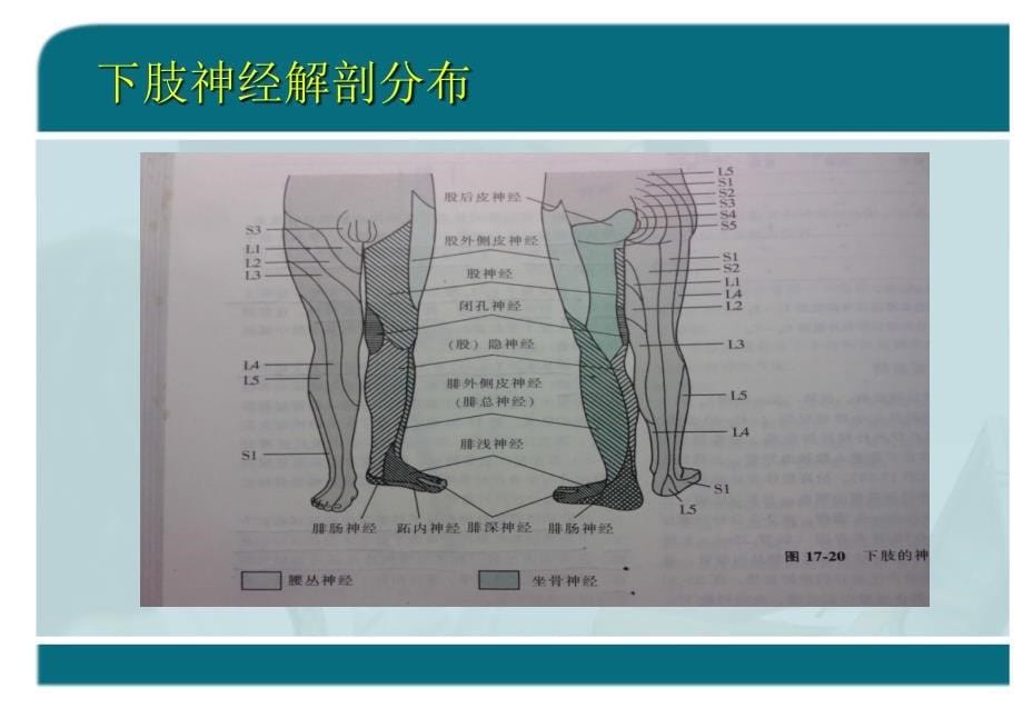 下肢周围神经阻滞ppt课件_第5页