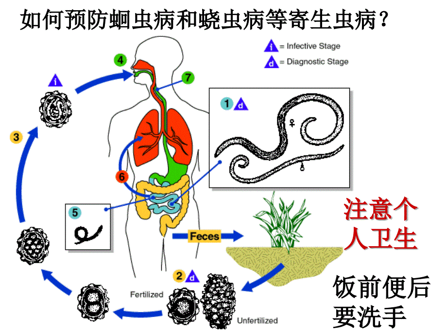 学前儿童身体的疾病及其预防【精品-ppt】_第3页