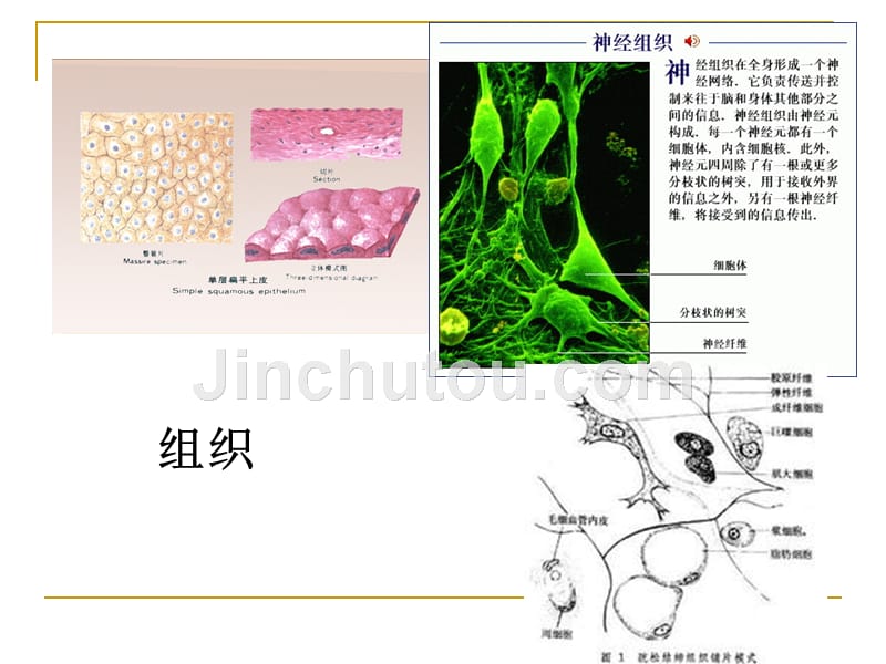 幼儿卫生学第一章第一节_第2页