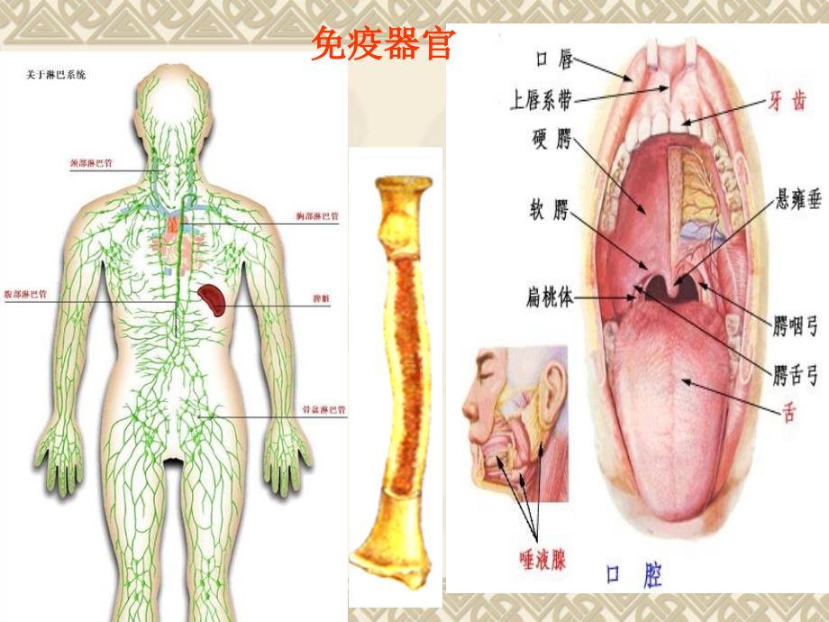 免疫调节ppt课件_4_第4页