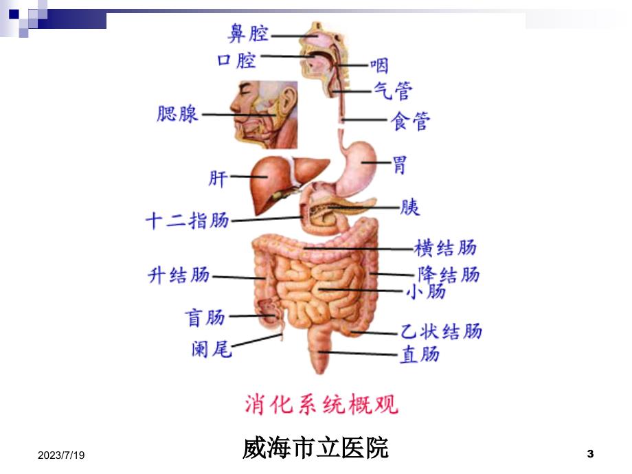 作用于消化系统药物ppt课件_第3页