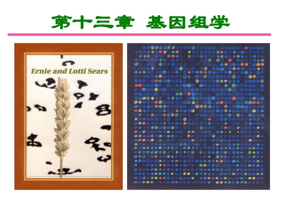 普通遗传学第十三章 基因组学 ppt课件_第1页