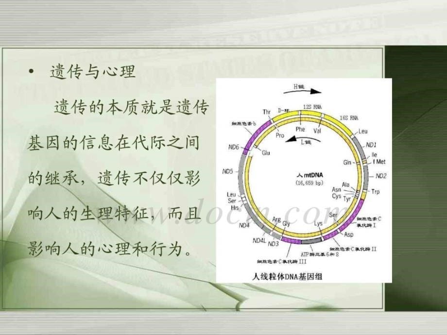 心理学ppt课件-第二章  影响变态心理形成的因素_第5页