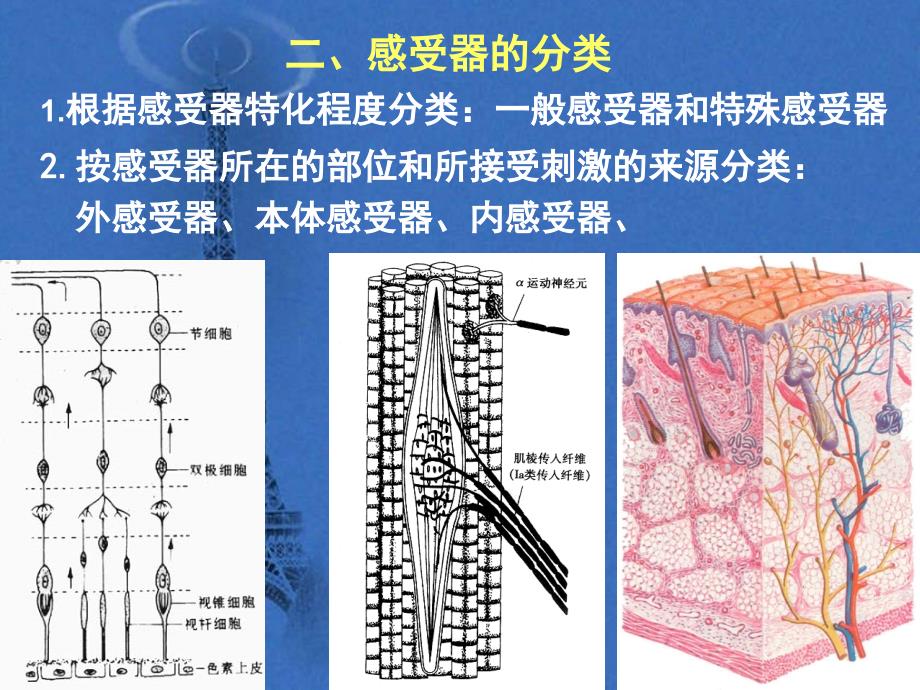 李兴国感受器ppt课件_第3页