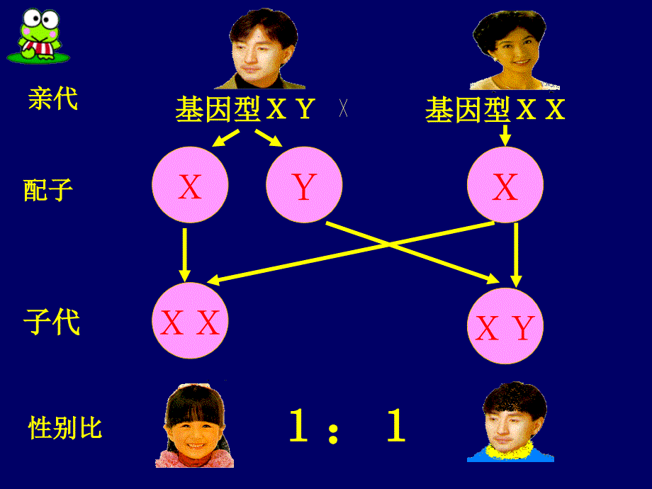 性别决定ppt课件_第4页