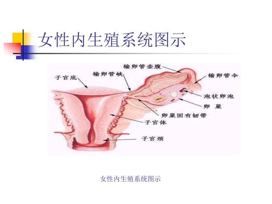 中医妇科课件异位妊娠_第4页