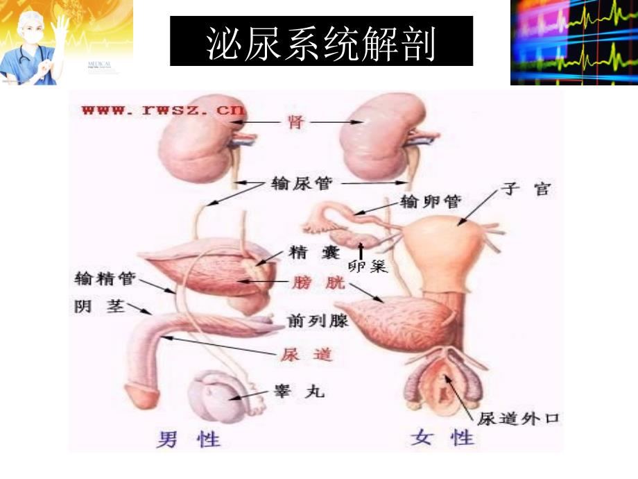 泌尿外科微创手术常规配合ppt课件_第2页